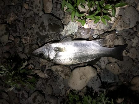 有田川シーバス