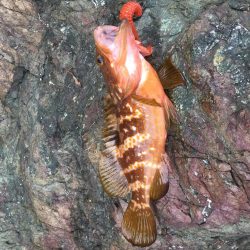 アコウが口から吐き出した物に蟻が集ってた