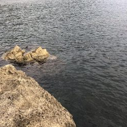 キジハタ狙いで