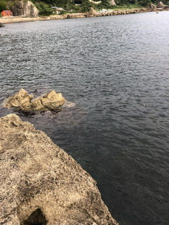 キジハタ狙いで