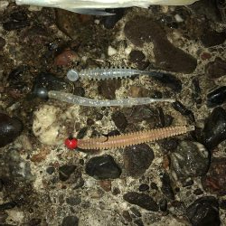 梅雨の晴れ間アジング