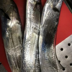 タチウオ調査！