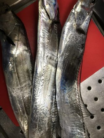 タチウオ調査！