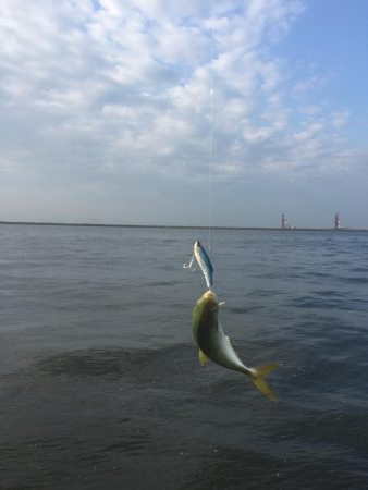 何投げても釣れる