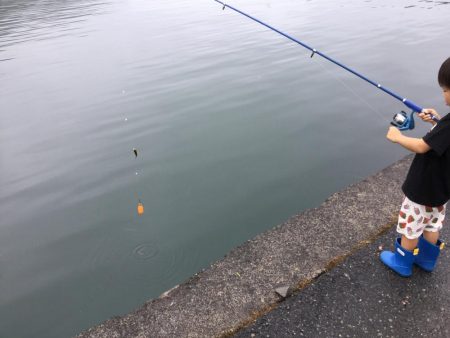 安定のサビキ釣り船磯