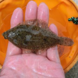 ライトタックルでピンギス狙い