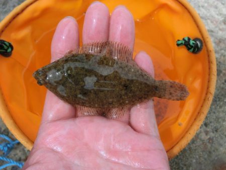 ライトタックルでピンギス狙い