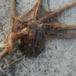 またまたタコ2匹