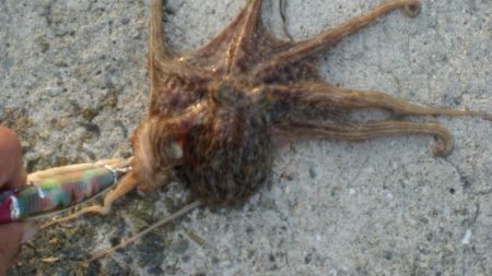 またまたタコ2匹