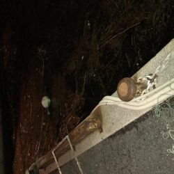 久々のアジング