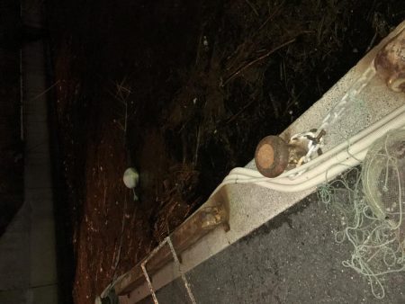 久々のアジング