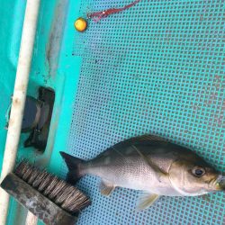 牟岐大島周辺でアカハタ