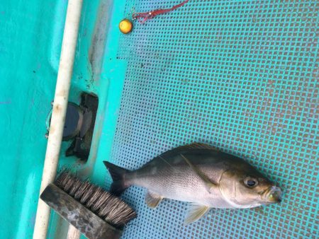 牟岐大島周辺でアカハタ