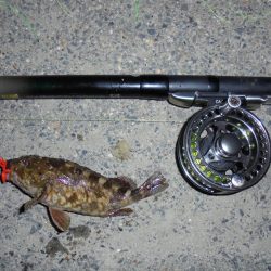 花火大会とは知らず３週連続ならず