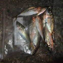 グッドサイズ！