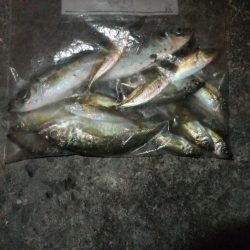 豆アジ好調キープ