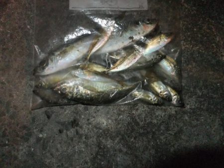 豆アジ好調キープ