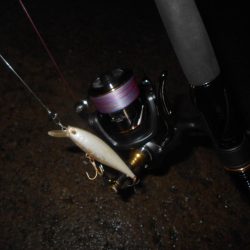 シーバスよりチヌの方が活性が高めか?