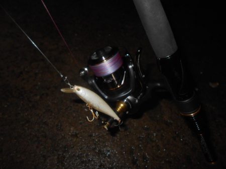 シーバスよりチヌの方が活性が高めか?