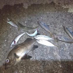 豆アジング！！