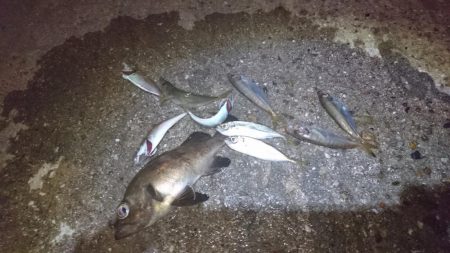 豆アジング！！