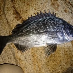 とうとうやりました❗