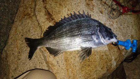 とうとうやりました❗