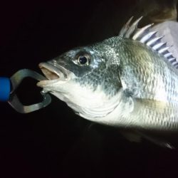 キビレ小さくなった?