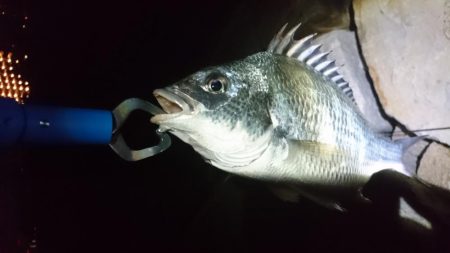 キビレ小さくなった?