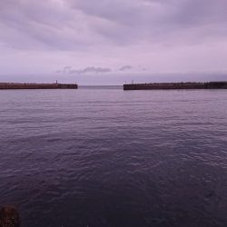 ちょこちょこ釣れてます