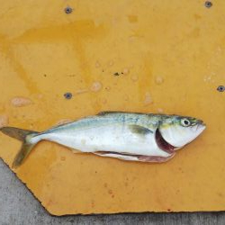 平磯海釣り公園ツバス