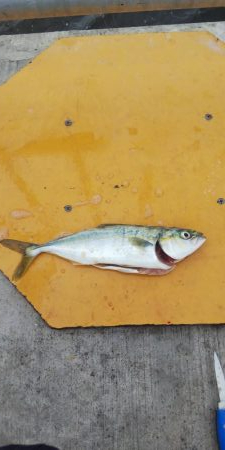 平磯海釣り公園ツバス