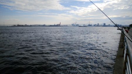 のませ釣りでツバス