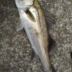 シーバスとツバス調査