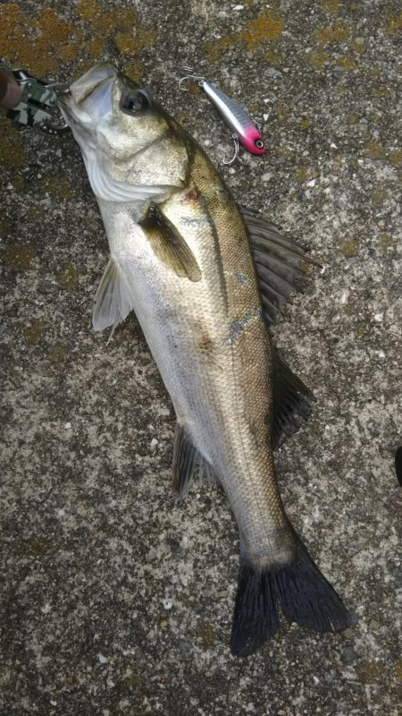 シーバスとツバス調査