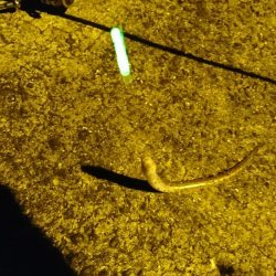 なんでも！釣りたい！