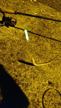 なんでも！釣りたい！