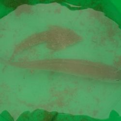 梅雨の晴れ間に