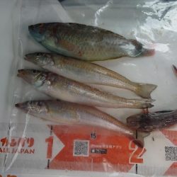 久々の和歌山釣行、キス釣り