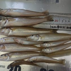 良型のキスを求めて