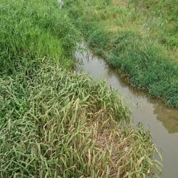 稲美町・喜瀬川小物釣り