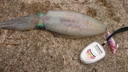 春アオリ4杯、合計6kgオーバー!