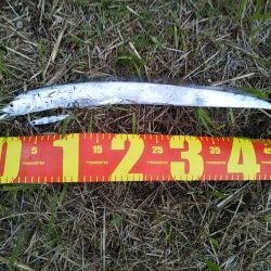 小型のがかなり来ています-タチウオ