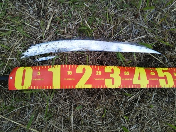 小型のがかなり来ています-タチウオ