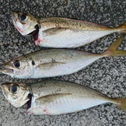 タコ、タチウオ、アジの３目