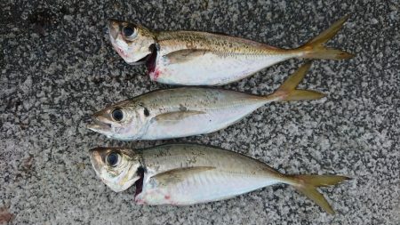 タコ、タチウオ、アジの３目