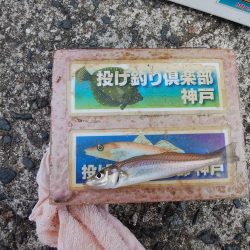 洲本周辺のキス情報