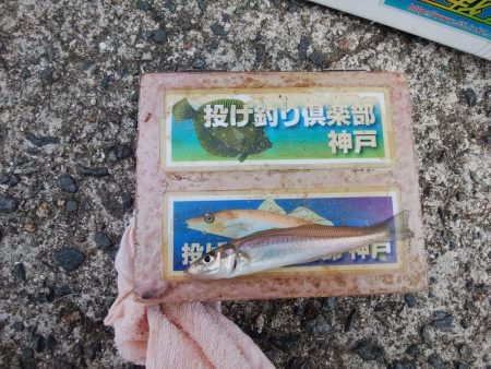 洲本周辺のキス情報