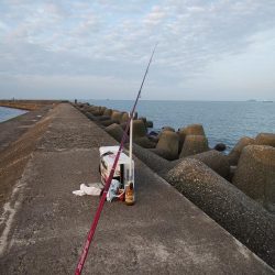 高砂港のキス情報