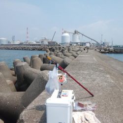 高砂港のキス情報